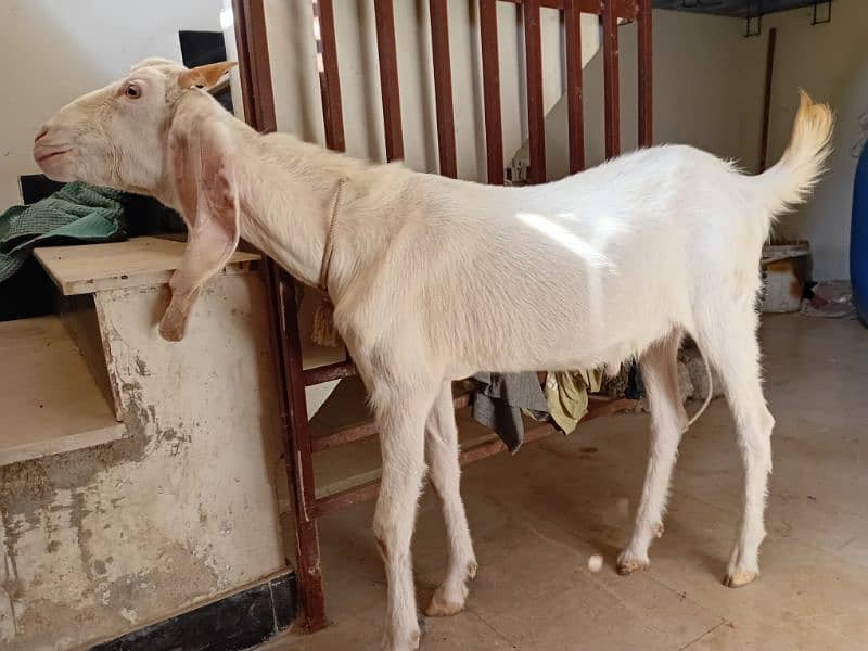 2 Daant Bakra Available 1