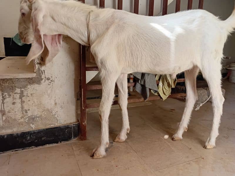 2 Daant Bakra Available 2