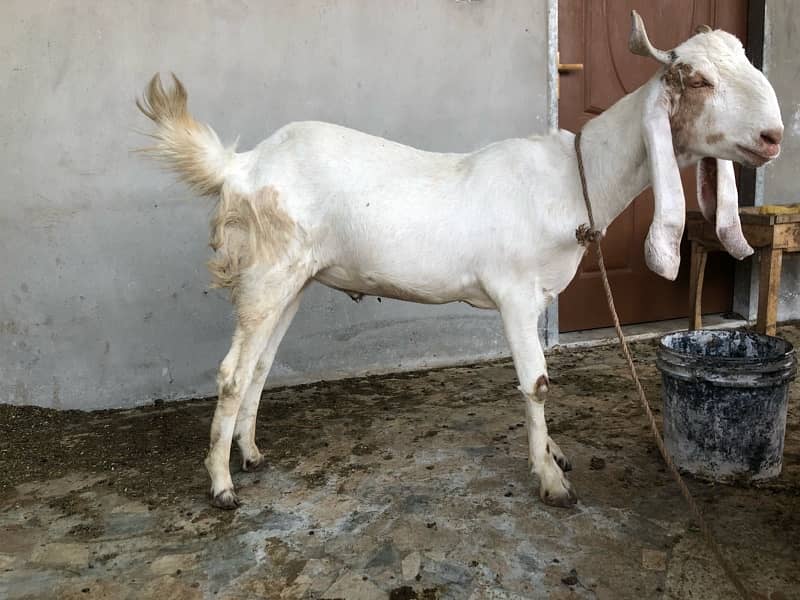 Qurbani 2025 1