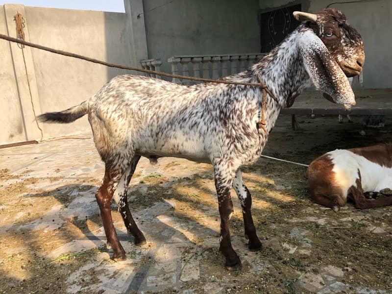 Qurbani 2025 2
