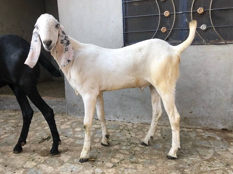 Qurbani 2025 3
