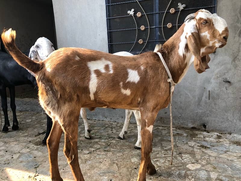 Qurbani 2025 4
