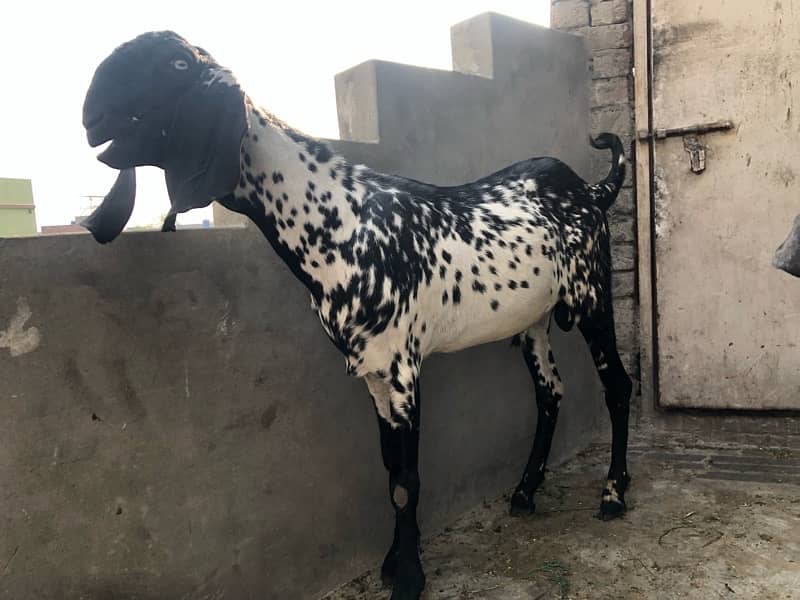Qurbani 2025 5