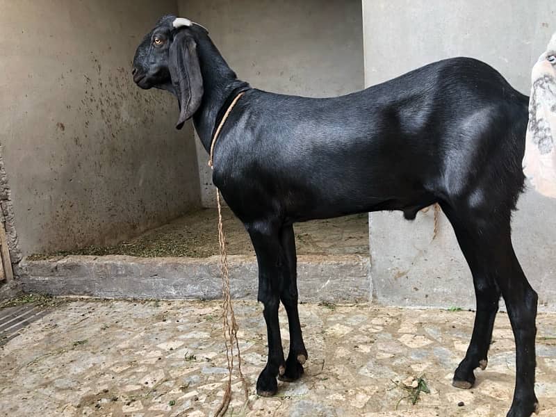 Qurbani 2025 6