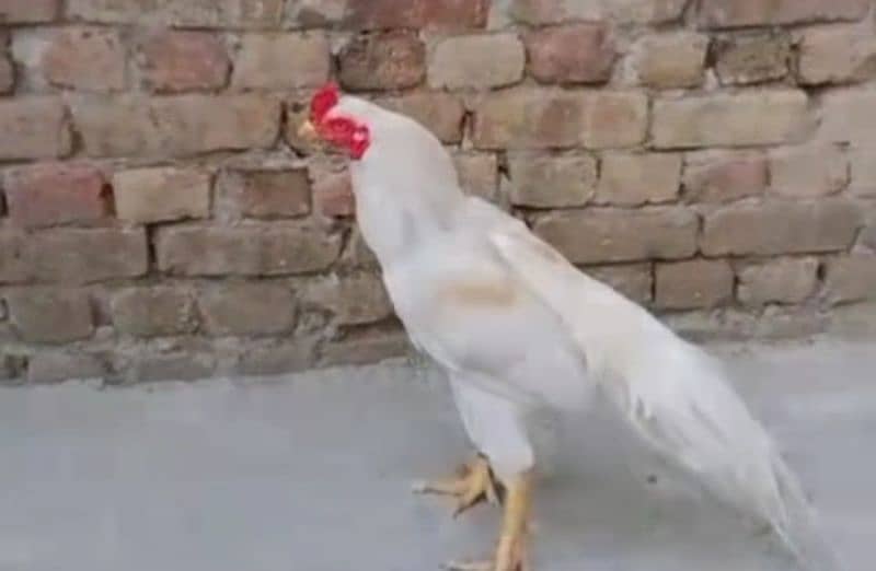 Heera chicks 1