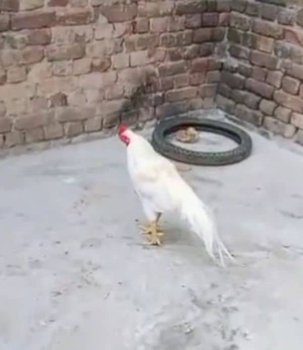 Heera chicks 2