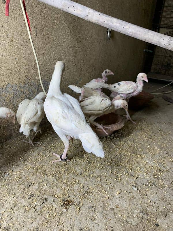Heera Aseel chicks 3 month age quality 3