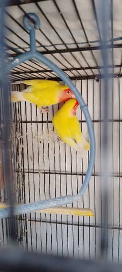 albino