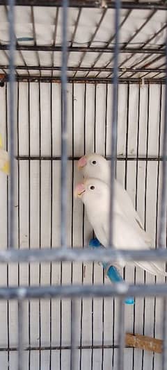 albino