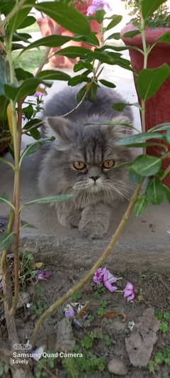White and smokey  cat for sell