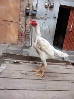 white oh shamo Male and  Cross female old blood line.