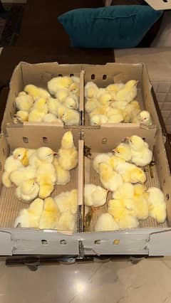 1 day to 30 day old hen chicks broiler misri
