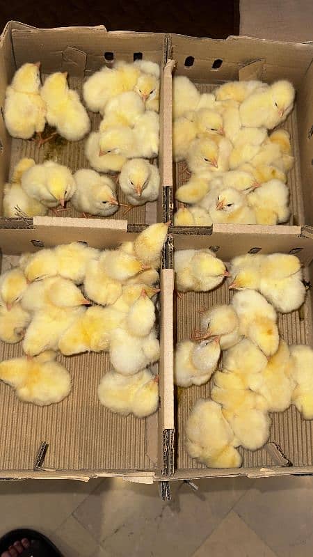 1 day to 30 day old hen chicks broiler misri 1