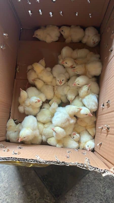 1 day to 30 day old hen chicks broiler misri 2