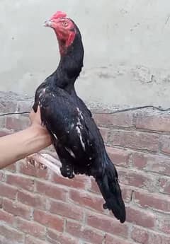 old