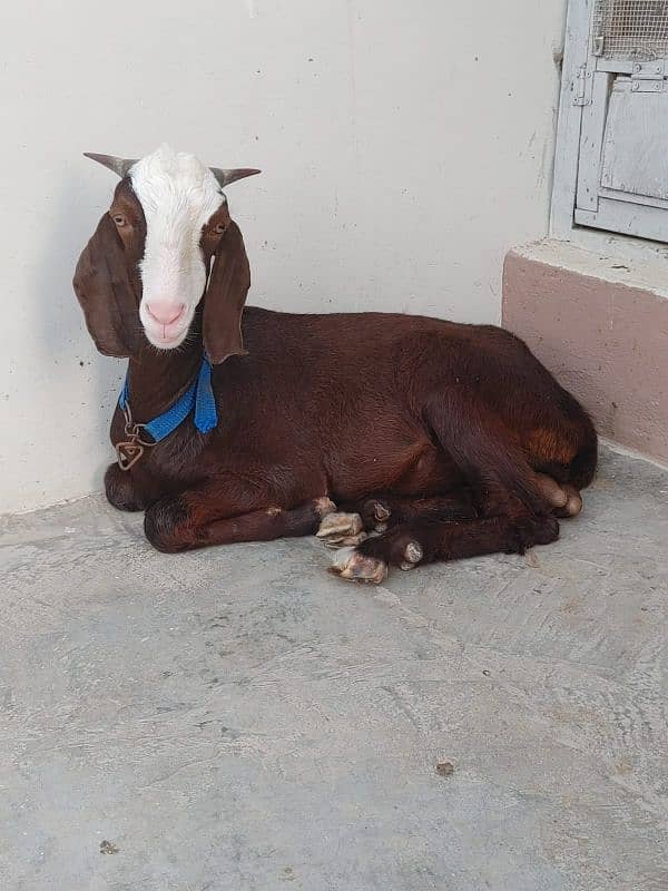 gulaabi chamba 0