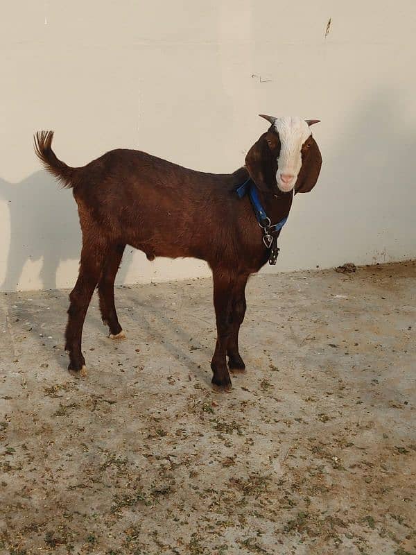 gulaabi chamba 1