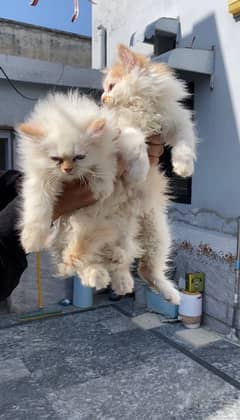 persian