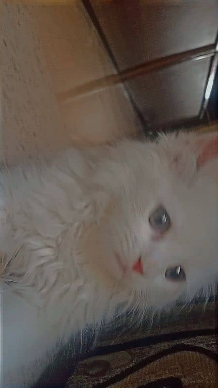 persion kitten Gry eyes triple coated  content num  03015995977 1