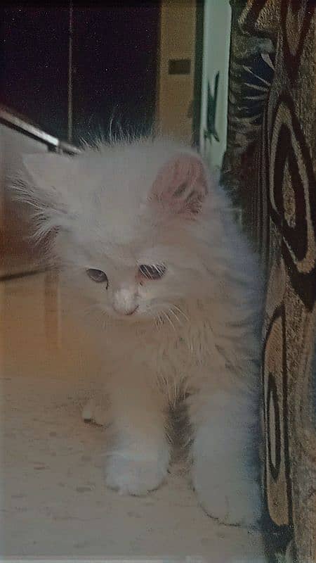 persion kitten Gry eyes triple coated  content num  03015995977 2