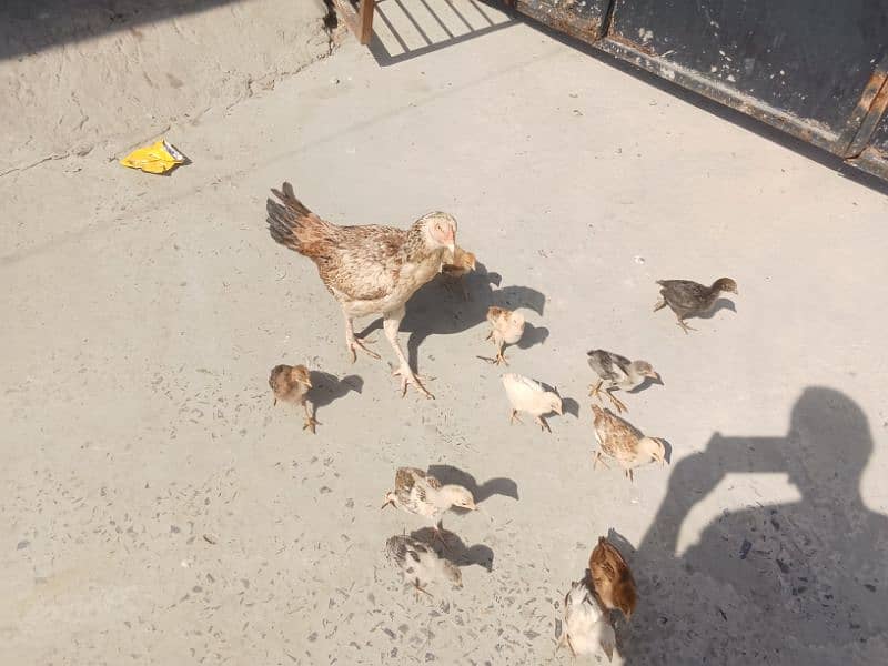 hen for sale 0