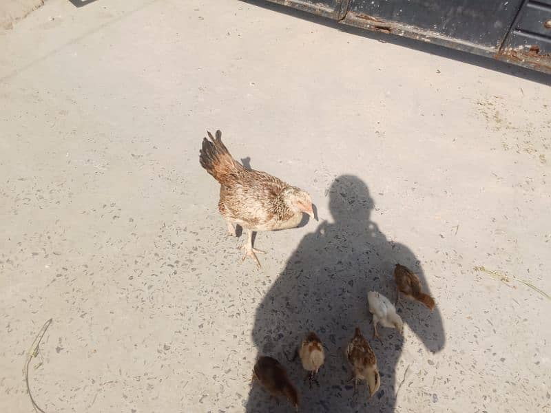 hen for sale 1