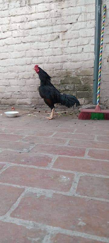 ASEEL MUSHKA BREED 4