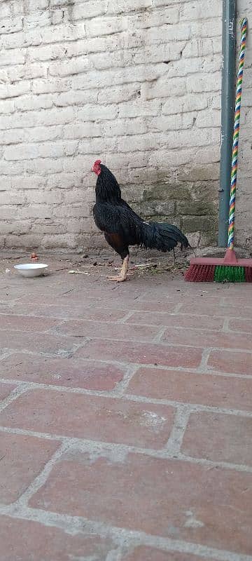 ASEEL MUSHKA BREED 5