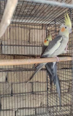 All birds for sale All Breeder pair hi