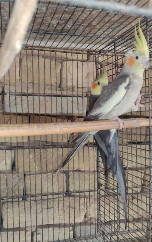 All birds for sale All Breeder pair hi 0
