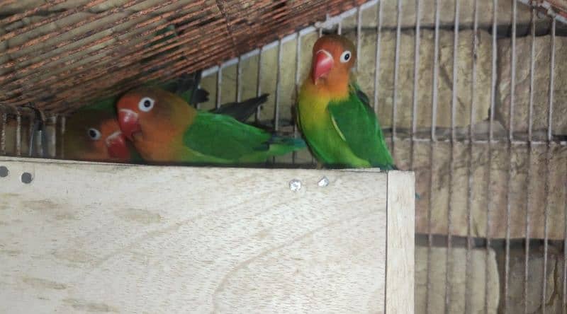 All birds for sale All Breeder pair hi 1