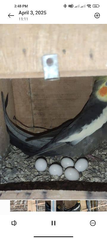 All birds for sale All Breeder pair hi 2