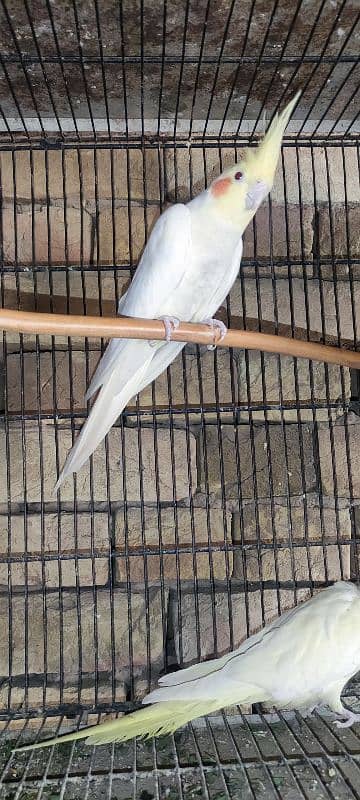 All birds for sale All Breeder pair hi 3