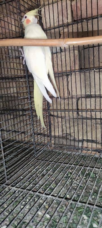 All birds for sale All Breeder pair hi 4