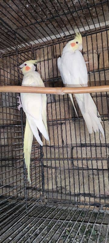 All birds for sale All Breeder pair hi 5