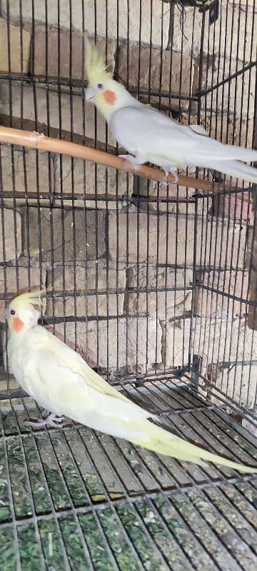 All birds for sale All Breeder pair hi 6