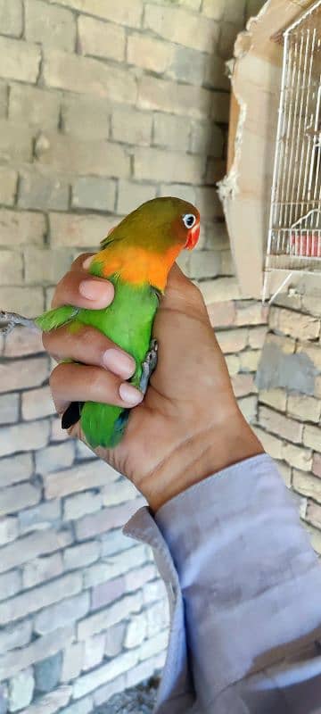 All birds for sale All Breeder pair hi 7