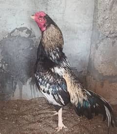 high quality merthi Aseel for sale
