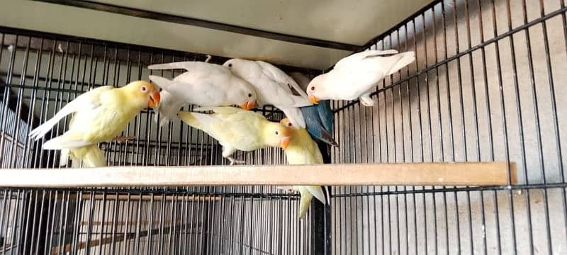 Albino Cremino & Decino 0