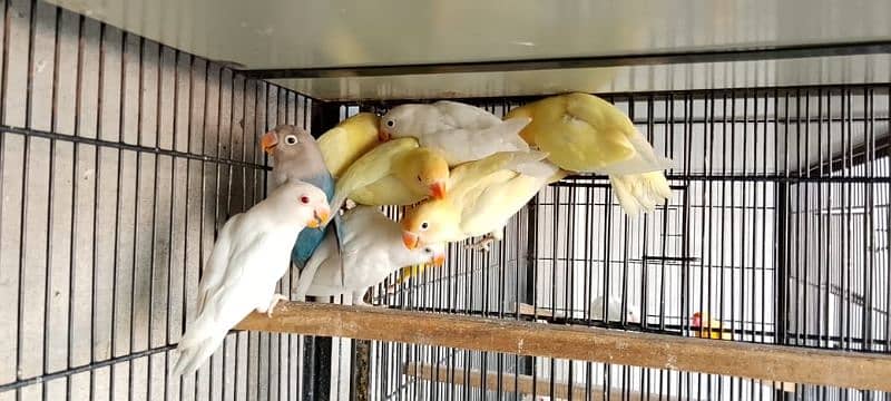 Albino Cremino & Decino 1