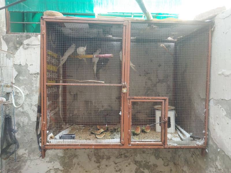 cockatiel 4 peice for sale with cage 0