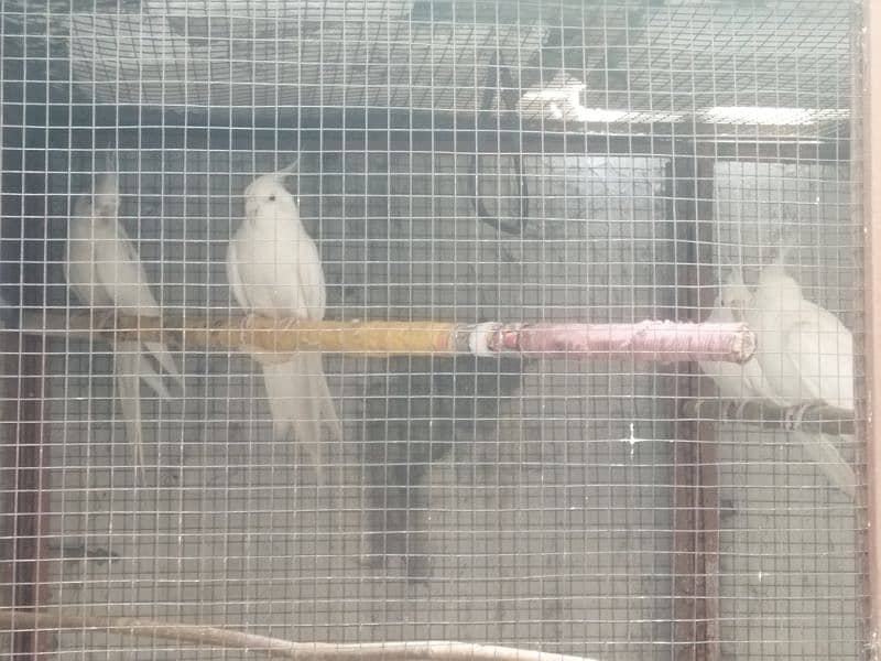 cockatiel 4 peice for sale with cage 1