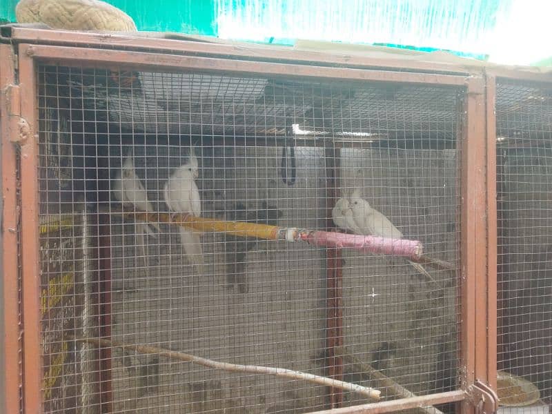 cockatiel 4 peice for sale with cage 2