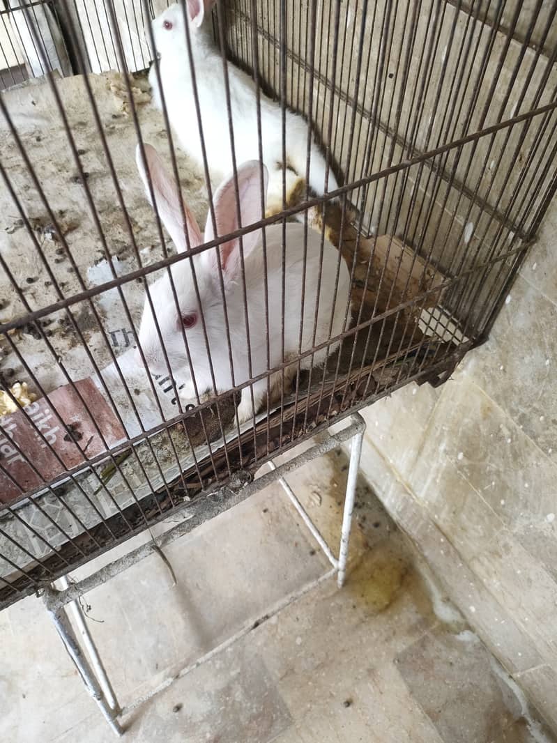 High Quality Rabbit Pair 0