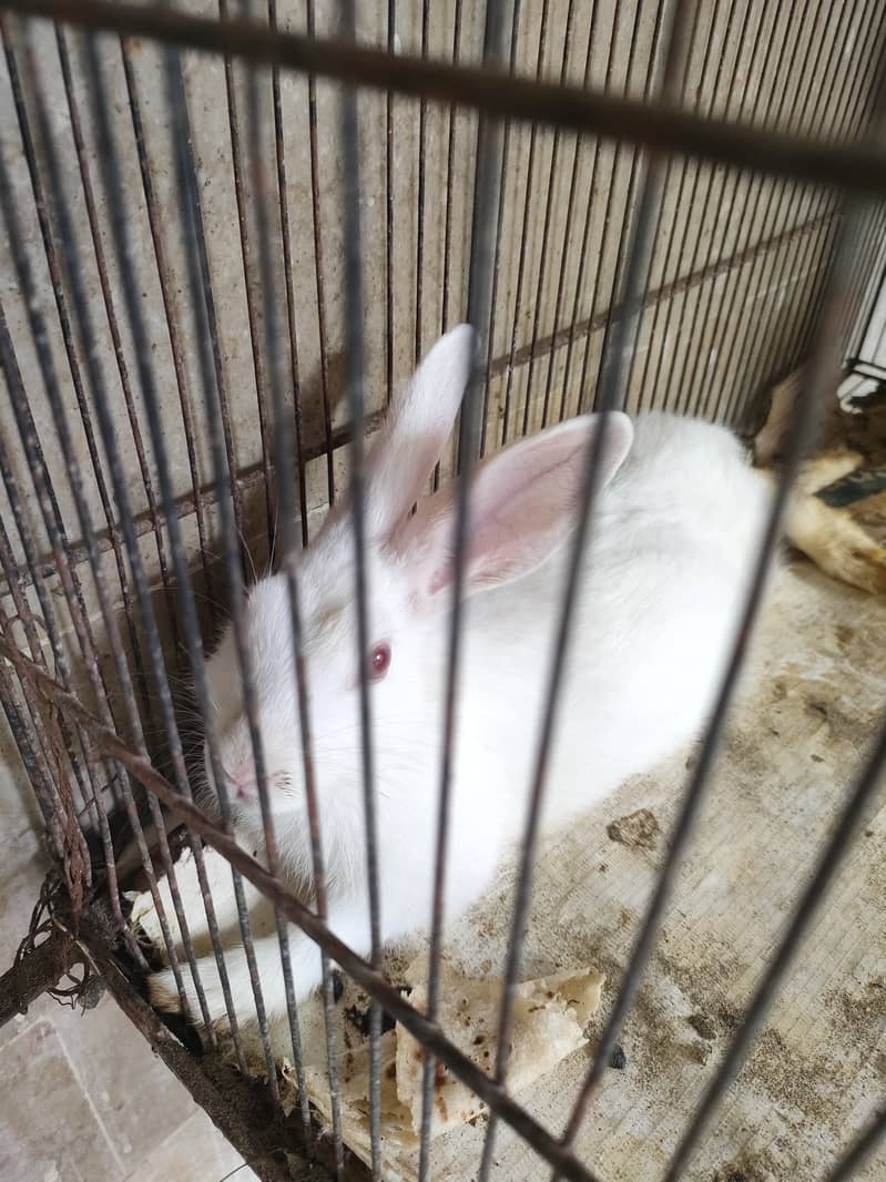 High Quality Rabbit Pair 1