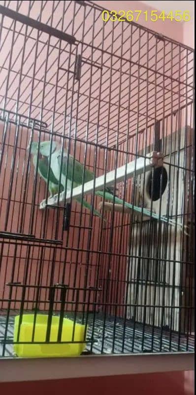 Raw Parrot Wild Pair for sale with new Box 0