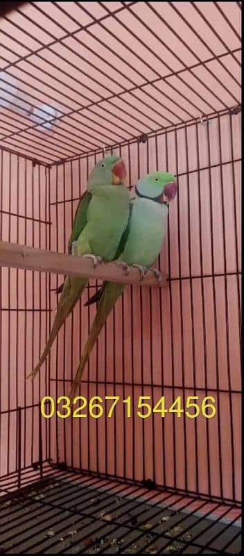 Raw Parrot Wild Pair for sale with new Box 1