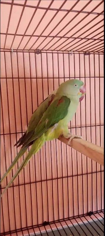 Raw Parrot Wild Pair for sale with new Box 2