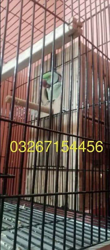 Raw Parrot Wild Pair for sale with new Box 3