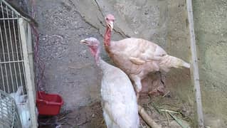 Turky
